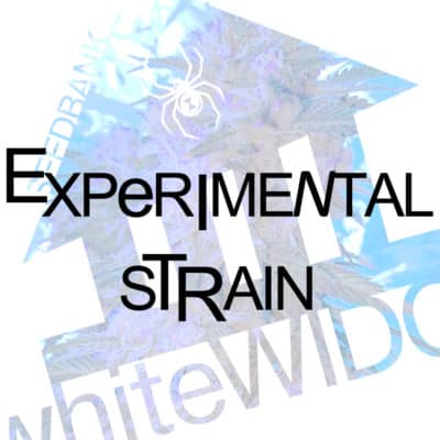 Experimental Strain
