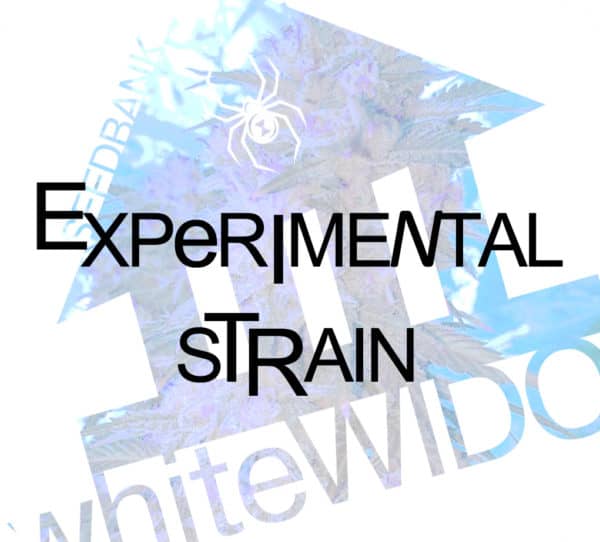 Experimental Strain