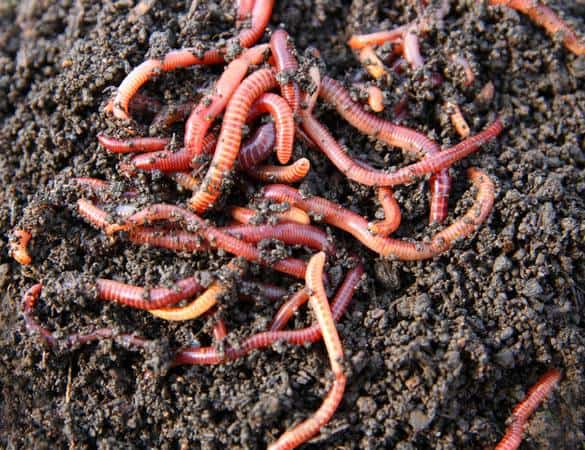 Super Soil Worms