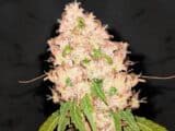 TOP 30% – Photoperiod – Feminized  (ONE OF OUR STRONGEST STRAINS!)