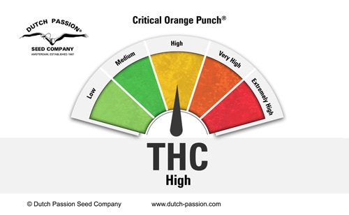 Critical Orange Punch