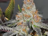 GIRL SCOUT COOKIES (GSC) – Photoperiod – Feminized
