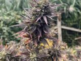 HEAD RUSH – Photoperiod – Feminized (Amnesia x Northern Lights – EXPERIMENTAL)