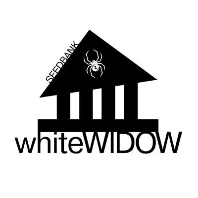 whiteWIDOW Seed Bank